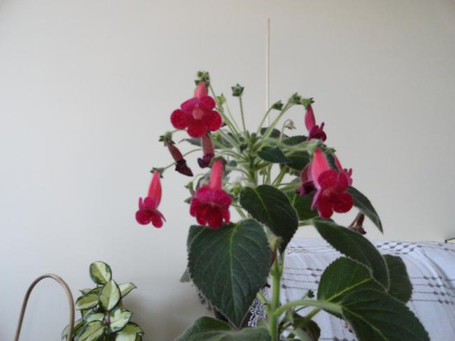 Name:  DSC02417.jpg
Views: 2153
Size:  26.9 KB