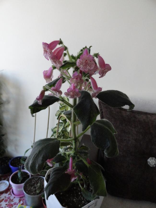 Name:  DSC02460.jpg
Views: 2127
Size:  51.9 KB
