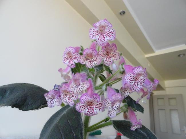 Name:  DSC02462.jpg
Views: 2153
Size:  34.0 KB