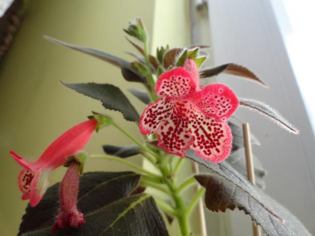 Name:  DSC02473.jpg
Views: 1953
Size:  33.3 KB