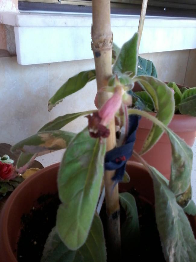 Name:  027.jpg
Views: 1796
Size:  51.2 KB