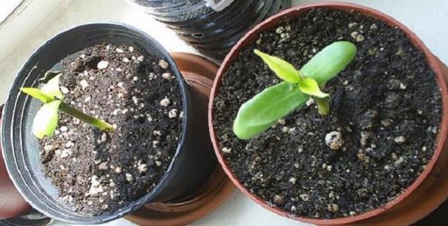 Name:  2012.5.17-Plumeria.jpg
Views: 1421
Size:  47.1 KB