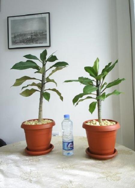 Name:  2012.11.29-Plumeria.jpg
Views: 1387
Size:  30.9 KB