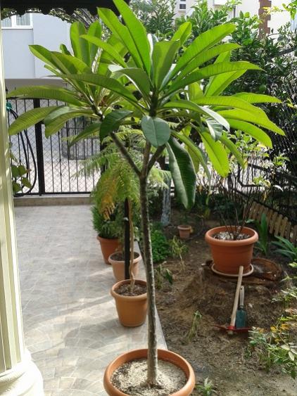 Name:  2015.10.05-Plumeria1.jpg
Views: 1389
Size:  59.4 KB