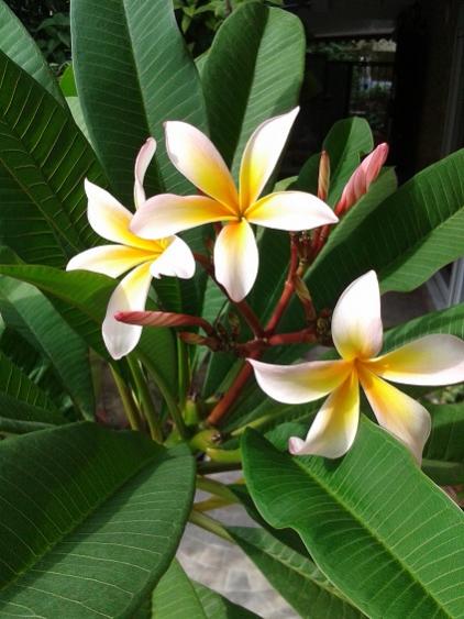 Name:  2015.10.05-Plumeria2.jpg
Views: 1374
Size:  40.0 KB