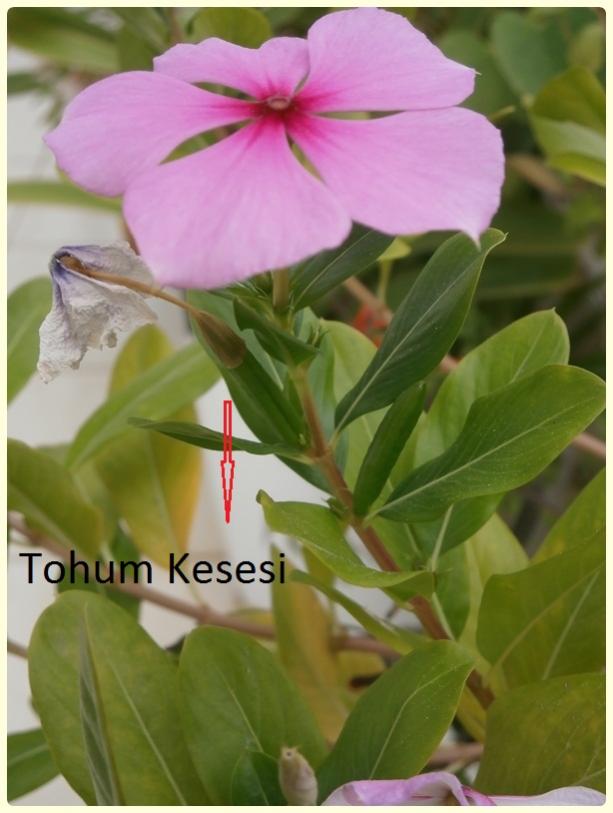 Name:  Rozet iei-Tohum Kesesi.jpg
Views: 1272
Size:  52.5 KB