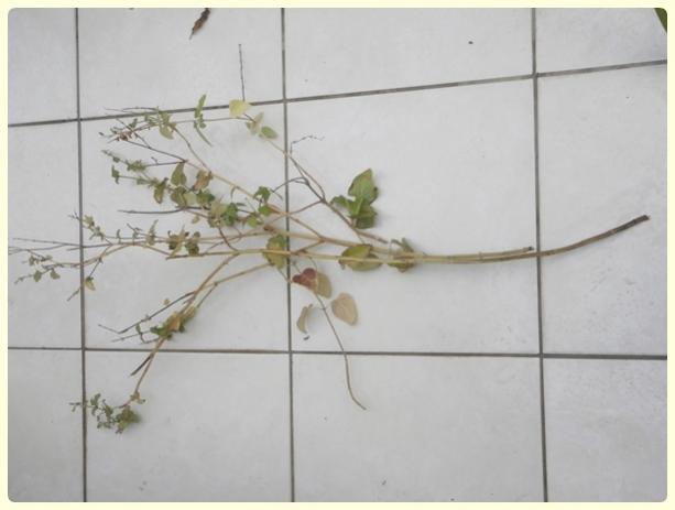 Name:  Salvia coccinea - Krmz Adaay 02.jpg
Views: 1580
Size:  25.7 KB
