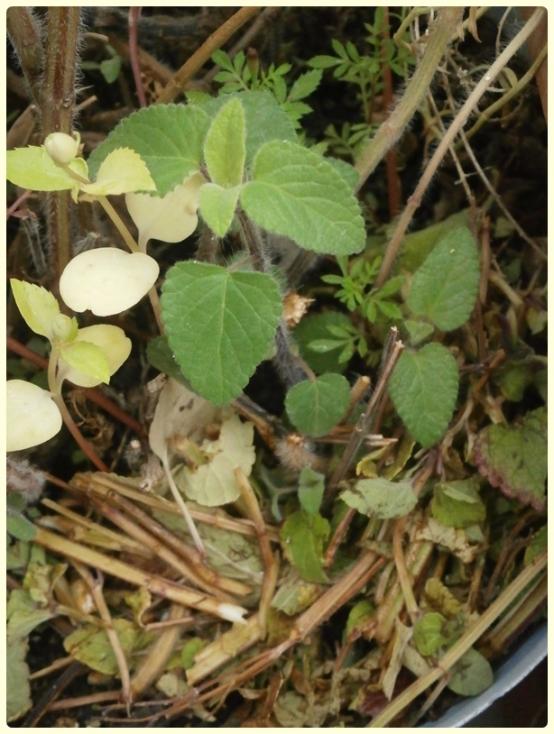 Name:  Salvia coccinea - Krmz Adaay 05.jpg
Views: 1790
Size:  66.0 KB