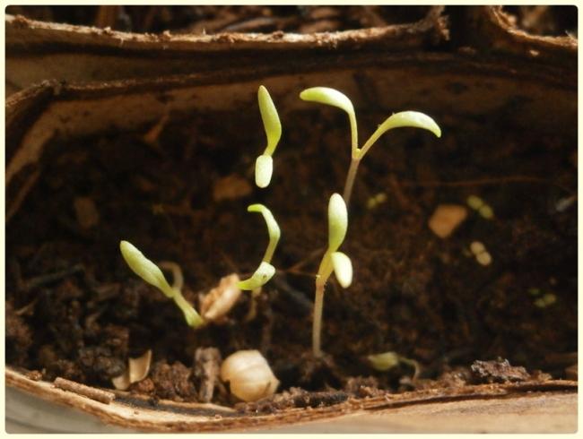 Name:  Gilia tricolor - Ku Gz.jpg
Views: 1304
Size:  39.3 KB