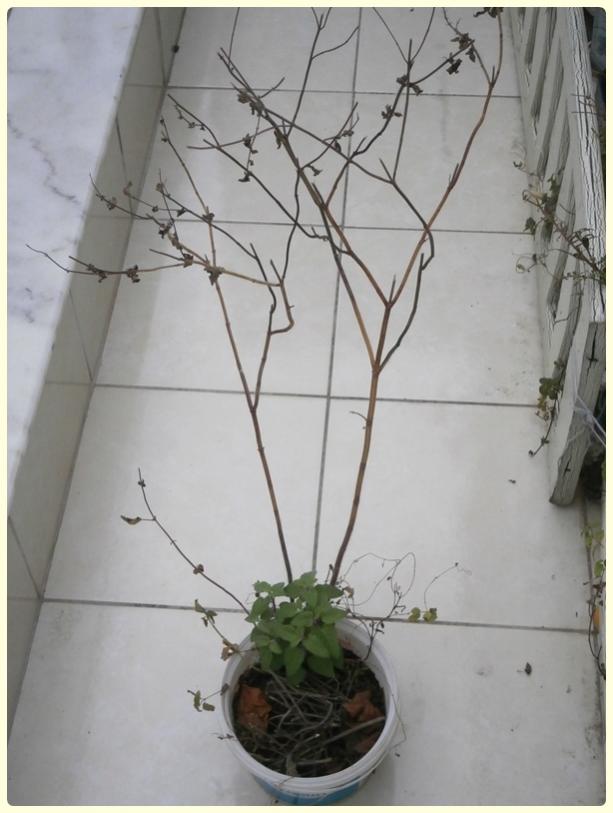 Name:  Salvia coccinea - Krmz Adaay.jpg
Views: 1437
Size:  52.8 KB