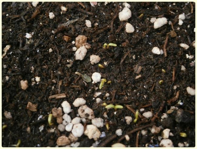Name:  Gilia tricolor (Ku gz).jpg
Views: 1150
Size:  68.4 KB