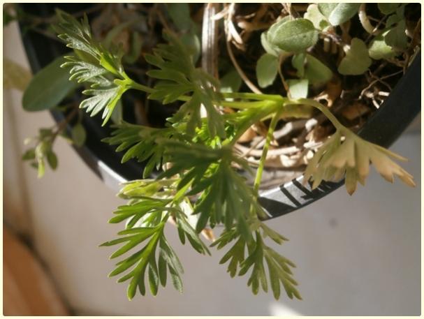 Name:  Hezaren, Delfinyum iei (Delphinium).jpg
Views: 1510
Size:  39.0 KB