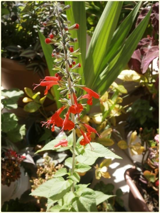 Name:  Krmz Adaay iei (Salvia coccinea) 2016 ieklendik.jpg
Views: 1518
Size:  66.9 KB