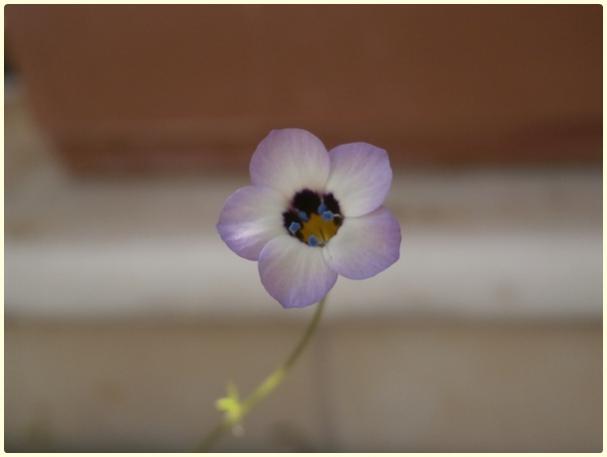 Name:  Gilia tricolor - Ku Gz.jpg
Views: 1067
Size:  15.6 KB