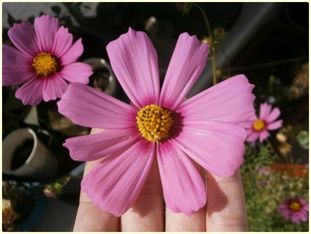 Name:  Cosmos sp. (TCM).jpg
Views: 678
Size:  36.3 KB