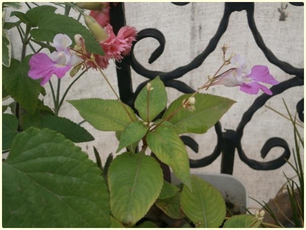 Name:  Impatiens balfourii (Kemir Kna iei ) (4).jpg
Views: 1198
Size:  41.3 KB