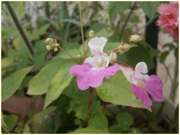 Name:  Impatiens balfourii (Kemir Kna iei ) (5).jpg
Views: 1248
Size:  31.2 KB