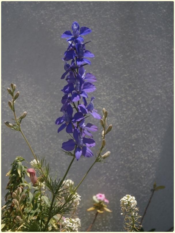 Name:  Delphinium sp. - Hezaren, Svari Mahmuzu, Delfinyum iei.jpg
Views: 1629
Size:  61.3 KB