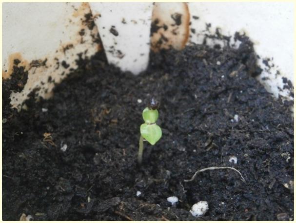 Name:  Anisodontea capensis (4).jpg
Views: 904
Size:  42.1 KB