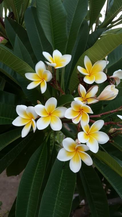 Name:  Plumeriaflowers2017.jpg
Views: 748
Size:  43.1 KB