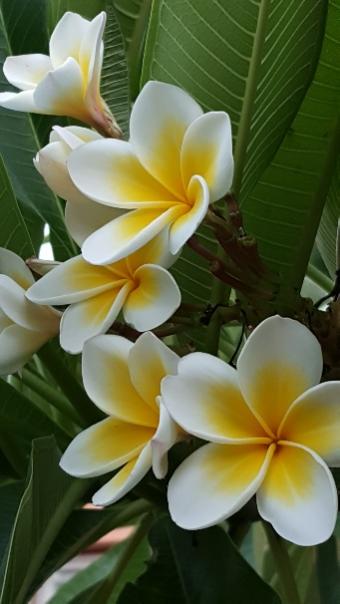 Name:  LovelyPlumeria.jpg
Views: 699
Size:  29.0 KB