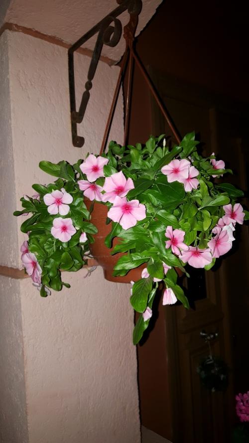 Name:  Sarkan rozet.jpg
Views: 802
Size:  54.8 KB