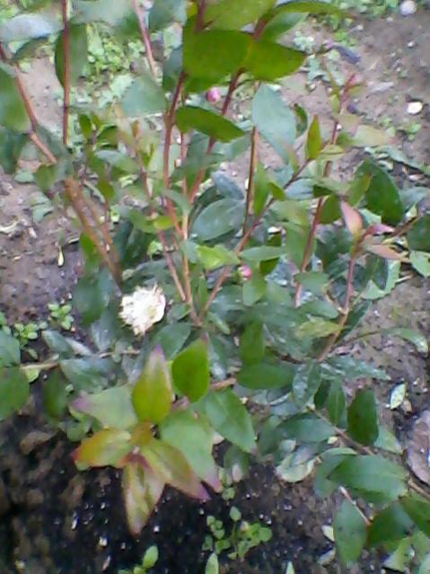 Name:  Fotoraf-0003.jpg
Views: 647
Size:  53.9 KB