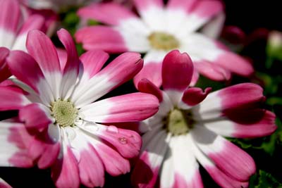 Name:  004.JPG
Views: 26045
Size:  44.0 KB