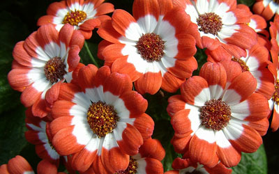 Name:  4248990.tn_pic072.jpg
Views: 26715
Size:  61.6 KB