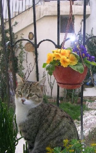 Name:  Kedi 4-1.jpg
Views: 5511
Size:  34.8 KB