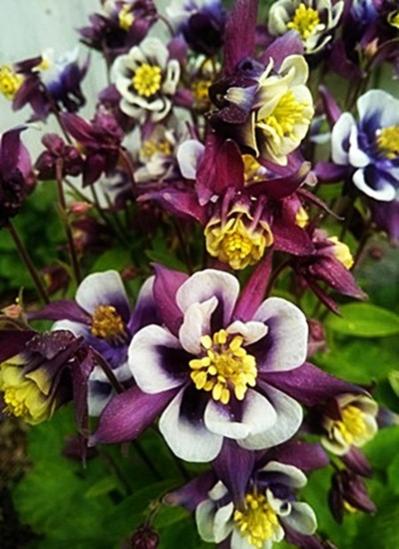 Name:  haseki kpesi2.jpg
Views: 533
Size:  43.0 KB