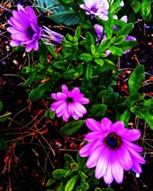 Name:  Bodrum papatyas.jpg
Views: 956
Size:  28.5 KB