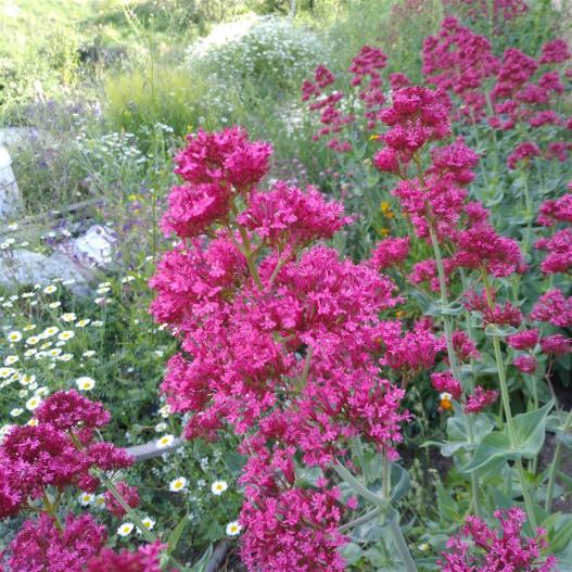 Name:  Mahmuz iei (Centranthus Ruber) 1.jpg
Views: 3582
Size:  74.6 KB