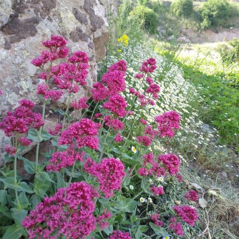 Name:  Mahmuz iei (Centranthus Ruber) 2.jpg
Views: 3427
Size:  73.8 KB