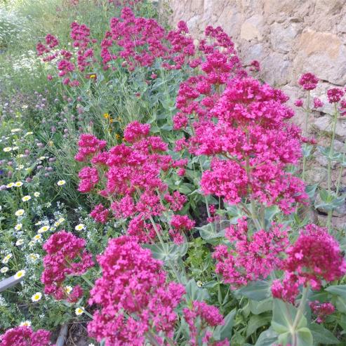 Name:  Mahmuz iei (Centranthus Ruber).jpg
Views: 3467
Size:  74.1 KB