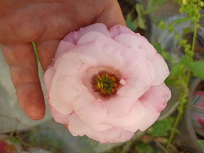 Name:  Lisiantus  uuk pembe .jpg
Views: 299
Size:  26.0 KB