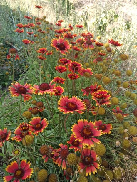 Name:  Gaillardia - Gayret iei 4.jpg
Views: 327
Size:  79.3 KB