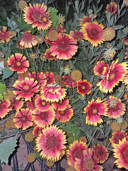 Name:  Gaillardia - Gayret iei 5.jpg
Views: 423
Size:  81.7 KB