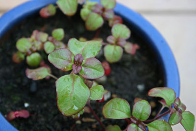 Name:  046.JPG
Views: 1478
Size:  49.6 KB