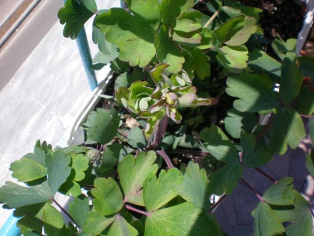 Name:  000_0001.jpg
Views: 1208
Size:  48.2 KB