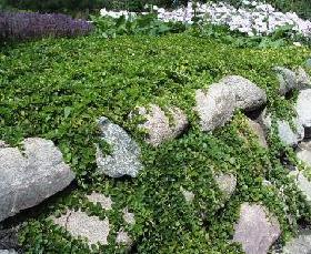 Name:  280_LysimachiaNummularia.jpg
Views: 17993
Size:  27.4 KB