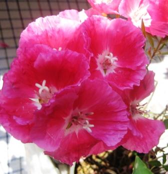 Name:  17mayis 003.jpg
Views: 1645
Size:  22.8 KB
