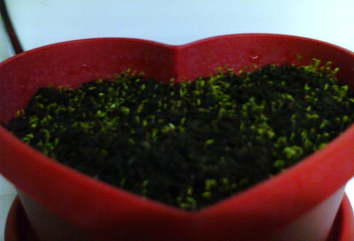 Name:  p-3.jpg
Views: 2847
Size:  19.9 KB
