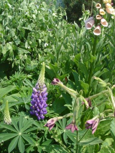 Name:  lupin.jpg
Views: 13210
Size:  51.4 KB