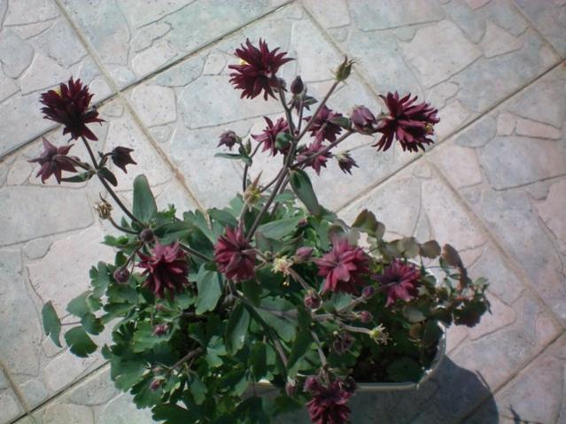 Name:  100_0042.jpg
Views: 909
Size:  51.8 KB