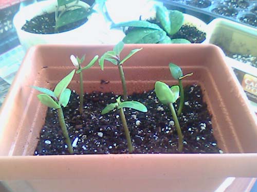 Name:  picture_02.jpg
Views: 1208
Size:  52.3 KB