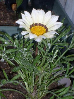 Name:  S6304501.JPG
Views: 2179
Size:  64.1 KB
