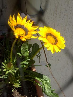 Name:  S6304503.JPG
Views: 2098
Size:  56.6 KB