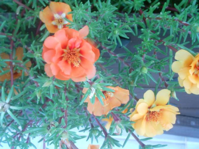 Name:  028.jpg
Views: 1558
Size:  51.8 KB