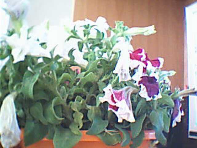 Name:  2009-06-19_00002.jpg
Views: 3953
Size:  28.5 KB